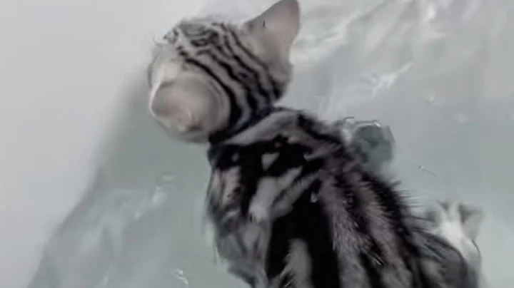 Watch the video about Curious Kitten Falls Into Bath Of Water