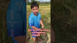 #foodforrest #livingofftheland #ruralthailand #homesteading #offgrid #offgridliving #ricefarmer