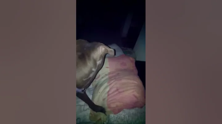 Reyna Pita y Pitt. Buscando Sheind