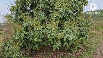 cách sử lý cho cây vải thiều nở hoa cái sớm