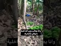 شقي عمري راح مزارع بالحيزه مشأة القناطر 