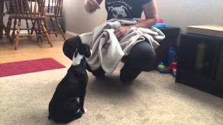 stop aggressive puppy biting