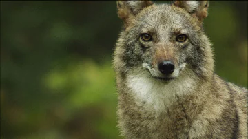 Can a coyote breed with a wolf?