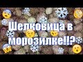 Заморозка шелковицы. Заготавливаем шелковицу на зиму.