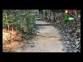 Nyaris Terpijak, Pasangan Tengah “Trekking” Terjumpa ‘Dahan Kayu’ Disangka Baru Jatuh, Rupanya “King Cobra”