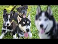 The Puppies Meet Their Real Mother! | Mister Preda