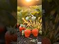 Strawberry Plant Growing #plant #strawberry #growing #shorts #trending