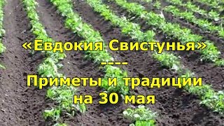Народный праздник «Евдокия Свистунья» Приметы и традиции на 30 мая Народный праздник «Евдокия Свистунья» Приметы и традиции на 30 мая