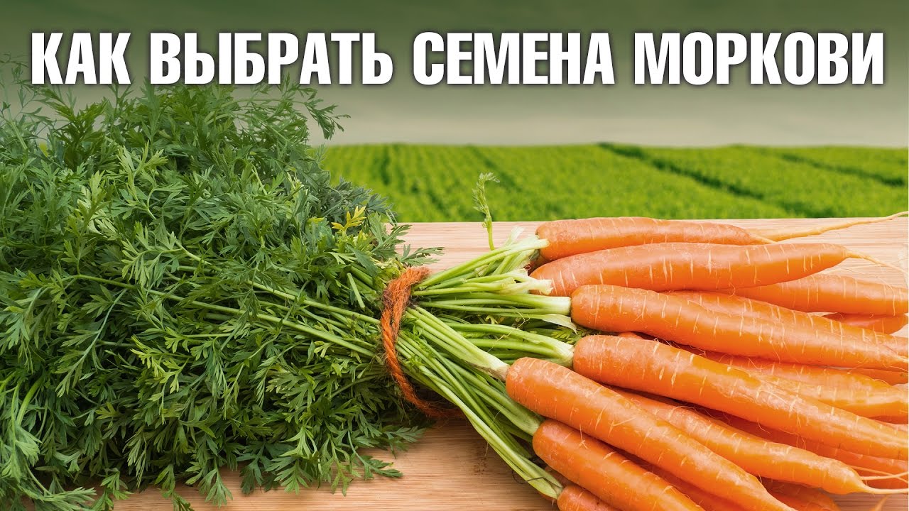 Семена моркови - как выбрать лучшие сорта для салатов или хранения на зиму?