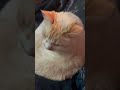 Comfortably numb kitten