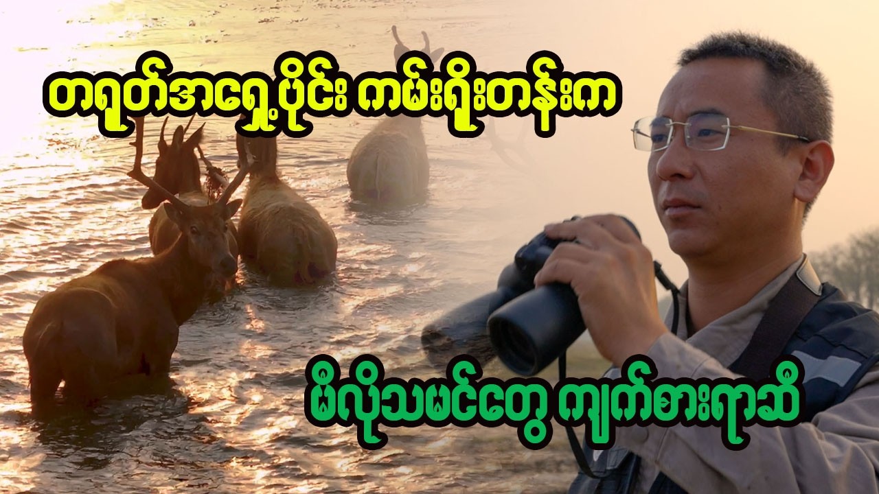 Milu သမင်တွေ ကျက်စားရာ တရုတ်အရှေ့ကမ်းရိုးတန်းဆီ | Documentary