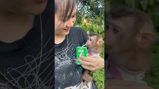 The baby monkey has learned how to drink milk using a straw.😋