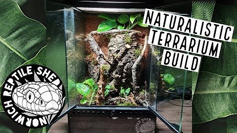 Bioactive Tarantula Terrarium Build