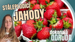 Dokonalá Odrůda Stále Plodících Jahod