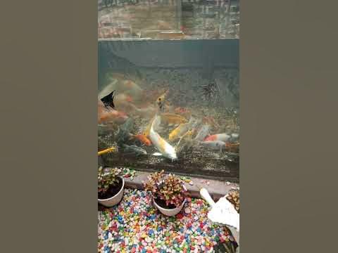 kolam KOI !! isi air setelah dikuras #koi - YouTube