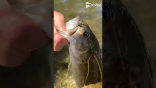 Small mouth bass on fly rod #fishing #bassfishing#flyfishing #fish #chileflyfishing #outdoors