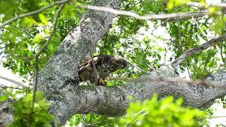 Crested Goshawk Spotted at Pasir Ris Park, Singapore