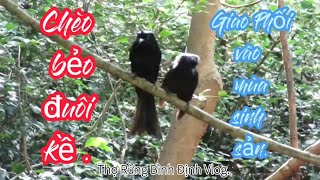 Two Greater packet - TIled Drongos, Chèo bẻo đuôi cờ bất căp giao phối vào mùa sinh sản.
