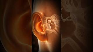 The Human Body's Smallest Bones Have a Huge Job