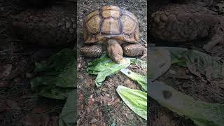 Lunch time with Fido the sulcata tortoise #tortoise #sulcata #sulcatatortoise #gianttortoise