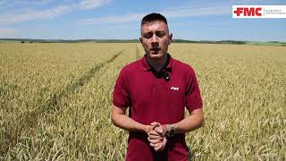 ПАКЕТ БЕФЛЕКС ДЕЛТА ЗА РАНЕН КОНТРОЛ НА ПЛЕВЕЛИТЕ