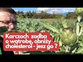 Karczoch wspomoże wątrobę, obniży cholesterol - jesz go ?
