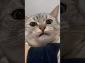 かわいい愛猫たちと猫好き下僕たちの日常www #cat #猫