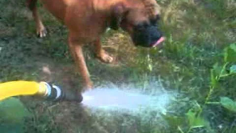 My Thirsty Boxer