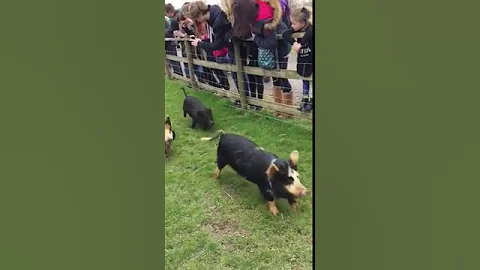 More pig racing at Pennywell Farm
