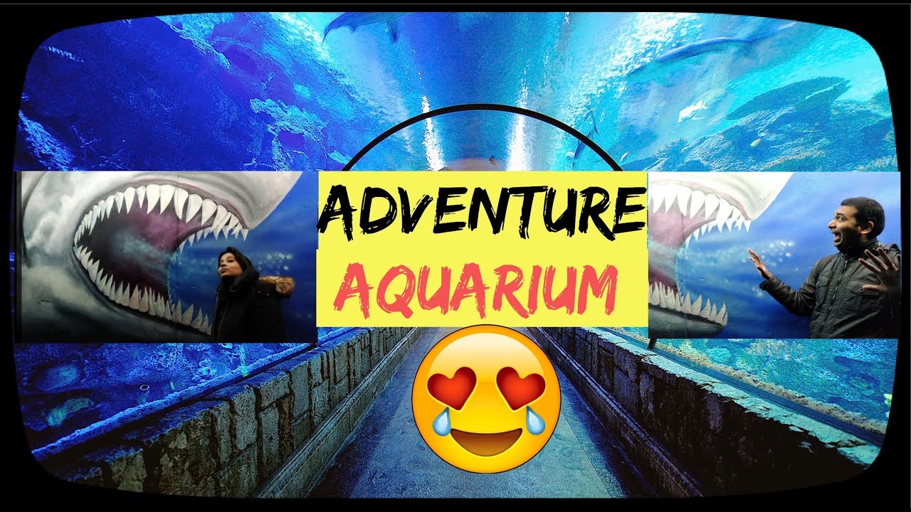 ADVENTURE AQUARIUM CAMDEN NEW JERSEY YouTube