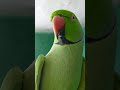 Talking parrot  ring neck parrot  m shakeel vlogs shorts