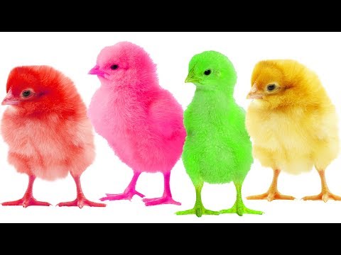 Learn Colors with Colorful Chicks Funny Cartoon for Kids Wrong body color for Babies, Toddlers