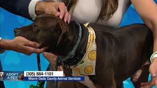 Miami-Dade Animal Services seeks 'furever' home for Louie, other furry friends