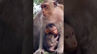 #monkey