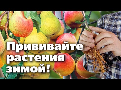 ЗИМНЯЯ ПРИВИВКА ПЛОДОВЫХ РАСТЕНИЙ  Мастер класс профессионала