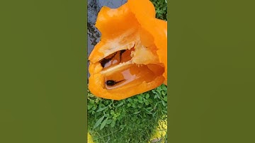 June 28, 2023 Bell Pepper Tadpoles