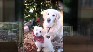 Pet Friendly Hotels Clarksville Tennessee