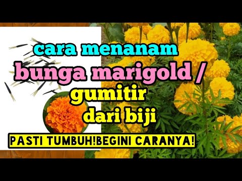 Video: Bunga Marigold Boleh Dimakan: Ketahui Cara Menanam Marigold Untuk Dimakan