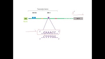 Depicting Transcription Factor Binding Sites