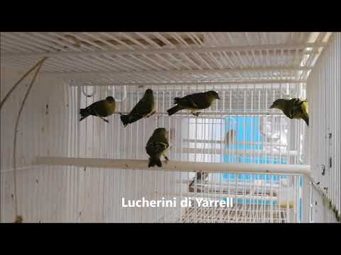 Lucherino Facciagialla (Spinus