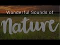 Nature Sounds Forest Sounds Birds Singing Sound of Water-Relaxation / Mindfulness-Meditation