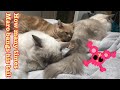 HOW MANY TIMES MARO BANGS MOMO...何回モモにしっぽを。【cute adorable animals】【ragdoll cat】【british short hair】