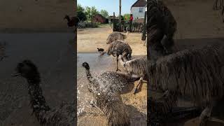 It’s a heatwave so best way to keep cool for our emus is a shower #emus