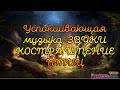 Успокаивающая музыка, природа, звуки костра и пение птиц ночью в лесу.