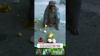 Happy With Monkey. 77 Monkey 70