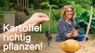 Tutorial: Vitale Kartoffeln durch „äugeln“ und pflanzen mit der Heumethode! 🥔🤗