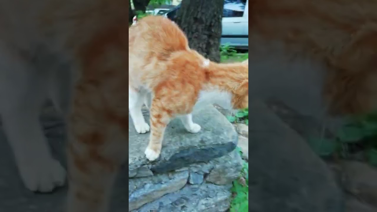 Sarı beyaz sevimli kedi shorts orange tabby YouTube