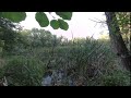 A Hidden Pond in a Swamp On Your VR180 Holiday