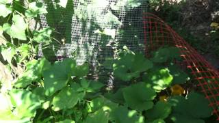 pumpkin patch 7/10/12