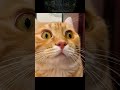 Orange Cats Living on 1%Battery!🔋😹#funny #funnycats #animals #cute #music #memes #cats #funnyanimals
